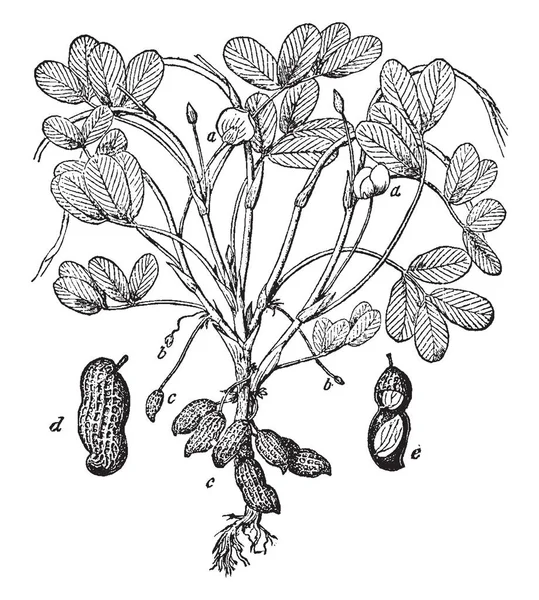一张图片 显示了常见的花生植物的不同部分也被称为花生花生 部分是花 卵巢等 复古线条画或雕刻插图 — 图库矢量图片