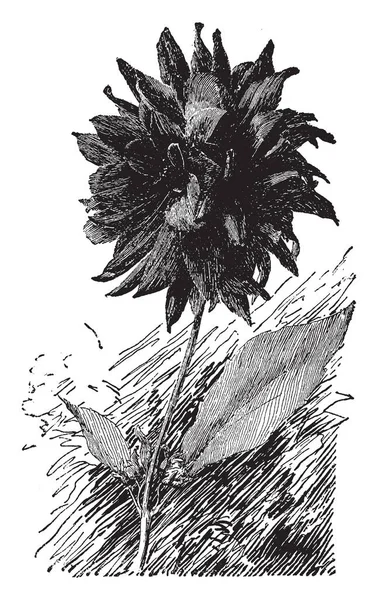 画像はダリア Juarezii としてよく知られているサボテン ダリアを見せています これは長い先の尖った先端のとがった花びら ビンテージの線描画や彫刻イラストとのダブルの花 — ストックベクタ