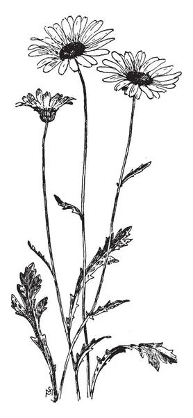 图像显示菊花 Leucanthemum 也被称为 Whiteweed 和牛眼雏菊 该工厂生产一个直立茎通常达到130厘米高 但已知超过2米的时候 复古线条画或雕刻插图 — 图库矢量图片