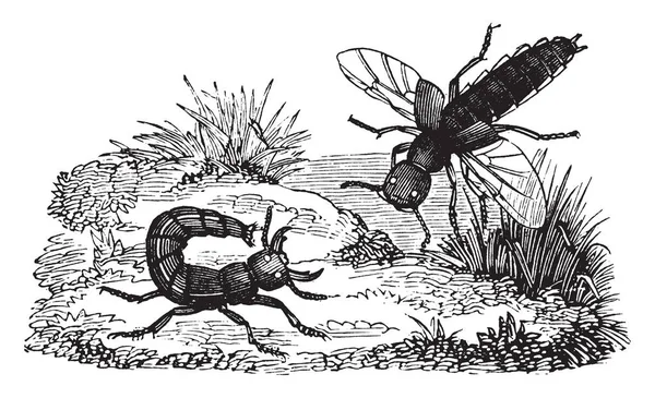 鸡尾酒 其中的幼虫是非常相似的完美昆虫 复古线画或雕刻插图 — 图库矢量图片