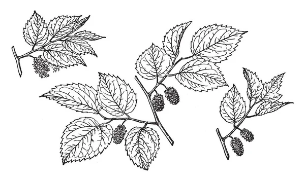 メキシコ桑クワ Celtidifolia としても知られています 南アメリカ原産です 果実が赤と黒の色 ビンテージの線描画や彫刻イラストです — ストックベクタ