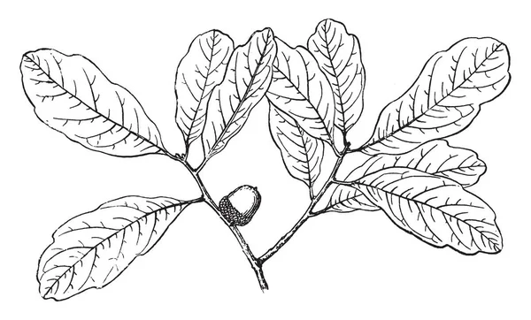 Yaprakları simetrik loblar alongwith bir meyve ile resmi. Meyve Şeftali meyve, vintage çizgi çizme veya oyma illüstrasyon gibi arıyor.