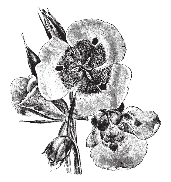 Obrázek Květů Listů Calochortus Venustus Zvonkovité Květy Bílé Světle Růžové — Stockový vektor