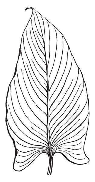 Une Image Montrant Une Feuille Nervures Parallèles Les Nervures Vont — Image vectorielle