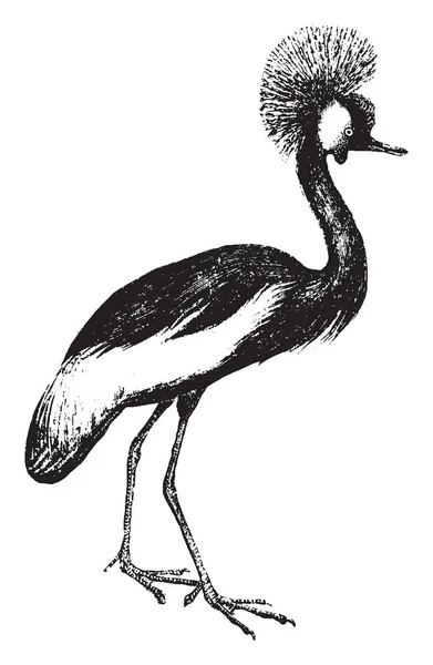 Grue Couronnée Est Essentiellement Des Oiseaux Migrateurs Dessin Ligne Vintage — Image vectorielle