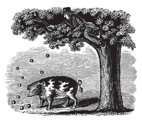 Image Represents Hog Never Looks Higher His Head Vintage Line — Stock Vector