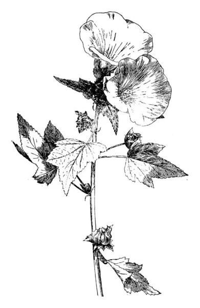 Lavatera Trimestris 开花植物 原产于地中海区域 花卉在夏季产生浅漏斗状 复古线条画或雕刻插图 — 图库矢量图片