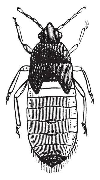 Bug Pupa Chinch Come Corpo Nero Grigio Con Peli Fini — Vettoriale Stock