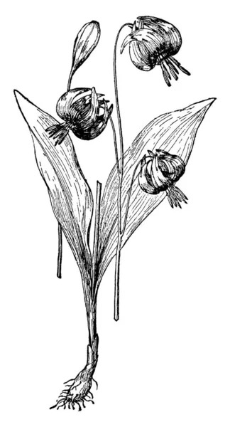 图片显示 Erythronium 它属于百合家族 原产于 Callifornia 它有一双斑驳的叶子 花是淡紫色与一个非常深紫色中心 复古线条画或雕刻插图 — 图库矢量图片