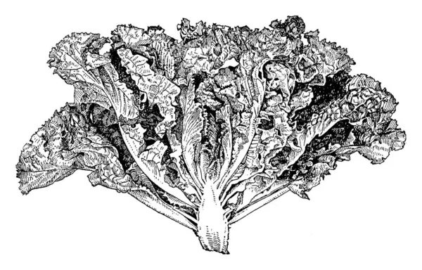 종류를 보여주는 나뭇잎 두꺼운 있으며 밀도입니다 이것은 종류의 빈티지 그리기 — 스톡 벡터