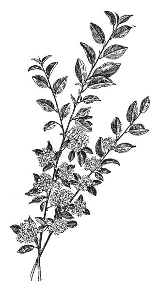 The branches of Cotoneaster Hupehensis are spread out and it is thin and 5 feet long. The flowers of this plant are in blooms in May, along with flower and fruit, both are beautiful with development, vintage line drawing or engraving illustration.