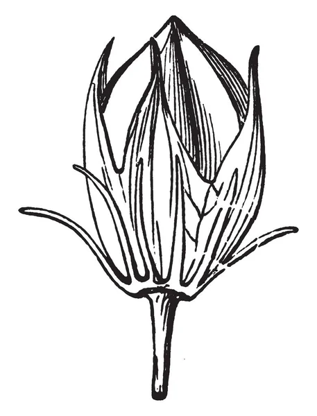图像显示的是由花萼和 Involucel 包围的芙蓉荚 Calyxes 长而薄 复古线画或雕刻插图 — 图库矢量图片