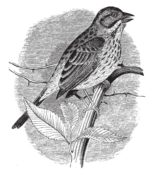 Song Sparrow Dat Een Middelgroot Amerikaanse Sparrow Vintage Lijntekening Gravure — Stockvector
