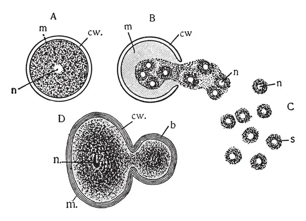 细胞繁殖是细胞分裂形成新细胞 复古线条绘画或雕刻插图的过程 — 图库矢量图片