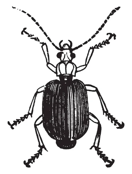 Flat Ground Beetle Grande Disegno Linea Vintage Incisione Illustrazione — Vettoriale Stock