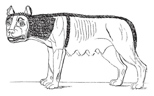 Dişi kurt Etrüsk, vintage çizgi çizme veya oyma illüstrasyon başkentidir.