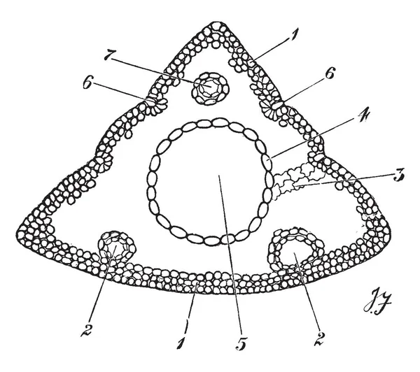 Cette Image Forme Comme Triangle Une Partie Interne Portant Dedans — Image vectorielle