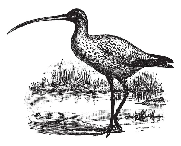 Long Billed Curlew Ave Playera América Del Norte Familia Scolopacidae — Vector de stock