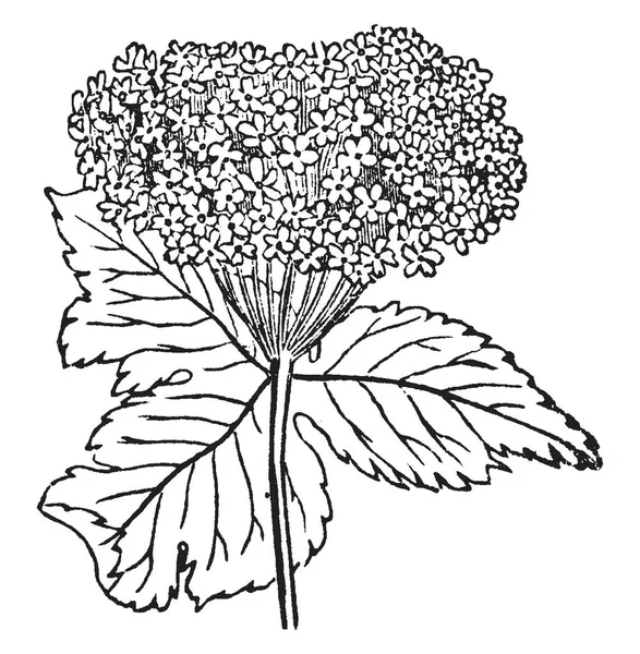 Cow Parsnip Planta Pertenece Familia Apiaceae Nativa América Del Norte — Archivo Imágenes Vectoriales