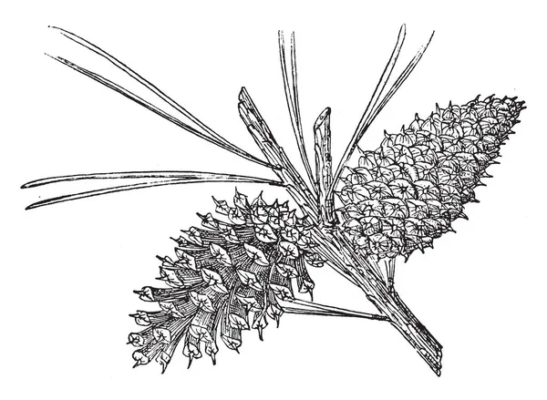 Cone Pinho Uma Árvore Pinheiro Tamarack Nativa Cordilheira Cascata Sierra — Vetor de Stock