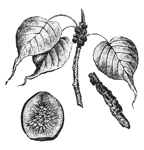 Coccus 빈티지 새겨진 1880의 자연사 — 스톡 벡터