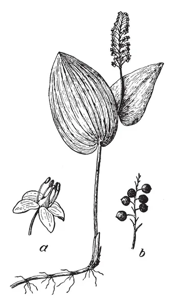 このイメージは それは発芽すると言われているカナダ メイフラワーとよばれる花 ヴィンテージの線描画や彫刻イラスト — ストックベクタ