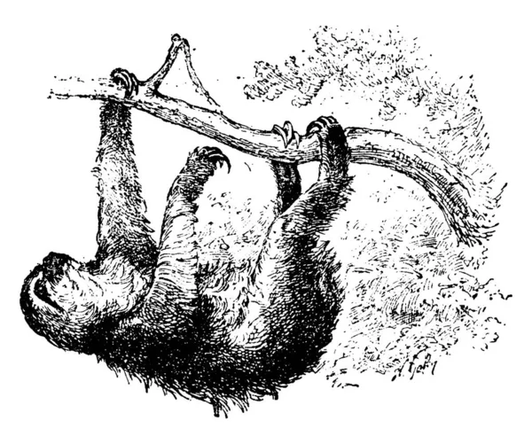 ナマケモノ ヴィンテージには 図が刻まれています 1880 動物の自然史 — ストックベクタ