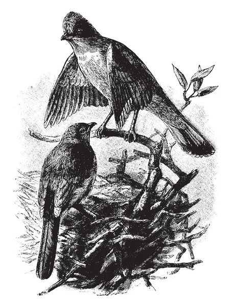 这个插图代表两个灰色科利 塞克史莱克鸟坐在树枝上 复古线条画或雕刻插图 — 图库矢量图片