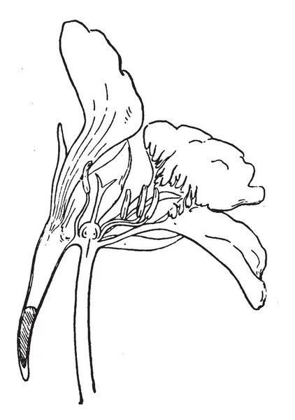 Resim Kesilir Nasturtium Çiçek Teşvik Nektar Bölümlerini Göstermek Için Ortasından — Stok Vektör