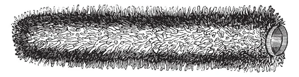 Pyrosoma Általában Felső Réteg Nyílt Óceán Meleg Tengerek Vintage Vonalas — Stock Vector