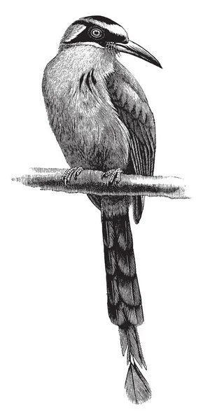 Motmot Rodzina Ptaków Wróblowych Kolejność Pobliżu Kraskowe Vintage Rysowania Linii — Wektor stockowy