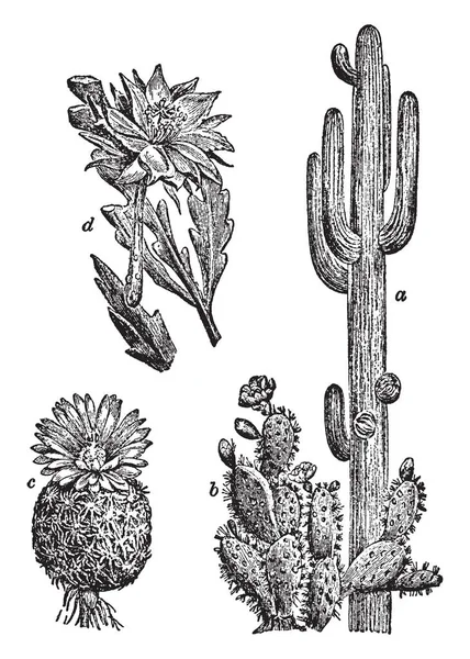 Son Muchos Tipos Cactus Saguaro Paddle Cactus Fishhook Cactus Orchid — Vector de stock