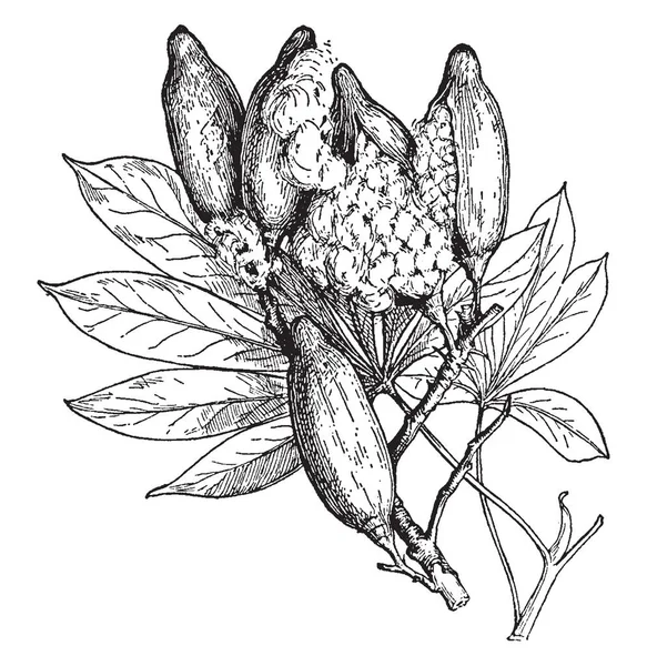 Obrázek Listí Plody Stromu Silk Cotton Ceiba Casearia Bavlnu Jako — Stockový vektor