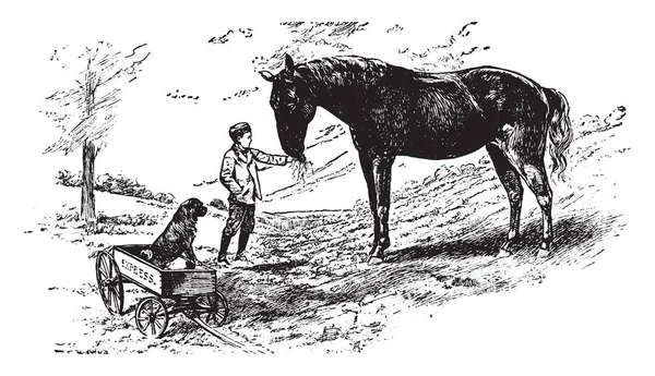 Feeding Horse Man Feeding His Horse Vintage Line Drawing Engraving — Stock Vector
