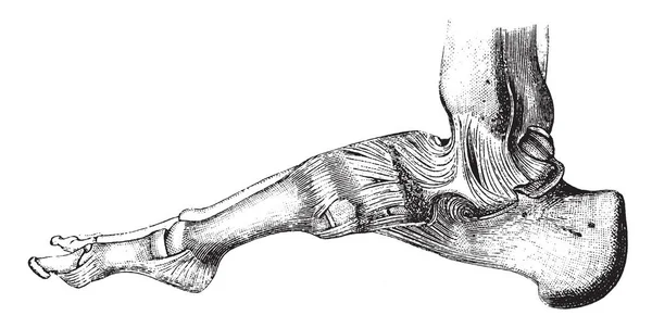 Kemikleri birlikte yer ve onların hareketleri illüstrasyon oyma veya sert, vintage çizgi çizerek sınırlı tutulması bağlanır.