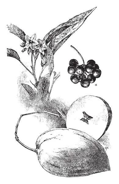 열매와 허클베리 트리의 분기를 보여주는 허클베리는 빈티지 그림의 가족의 — 스톡 벡터