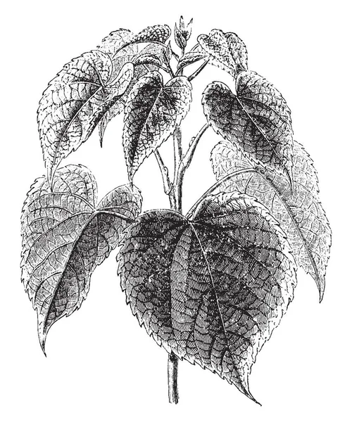 Los Frutos Idesia Polycarpa Son Color Naranja Crecen Racimos Caídos — Archivo Imágenes Vectoriales