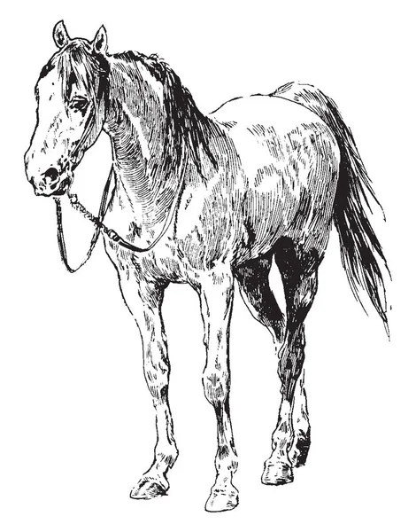 Equus Ferus つの現存する亜種の一つであり 奇数のつま先の有蹄哺乳ウマ ビンテージ線画の分類の科に属するやイラストを彫刻 — ストックベクタ