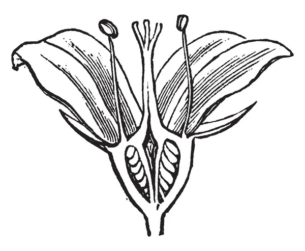 Una Imagen Que Muestra Dogwood Inglés Philadelphus Coronarius Nombre Común — Vector de stock