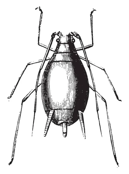 진딧물과 그것의 애벌레 빈티지 그림을 새겨져 1880의 자연사 — 스톡 벡터