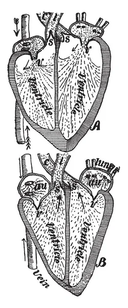 Questo Diagramma Rappresenta Varie Funzioni Cuore Pulsante Disegno Linee Vintage — Vettoriale Stock