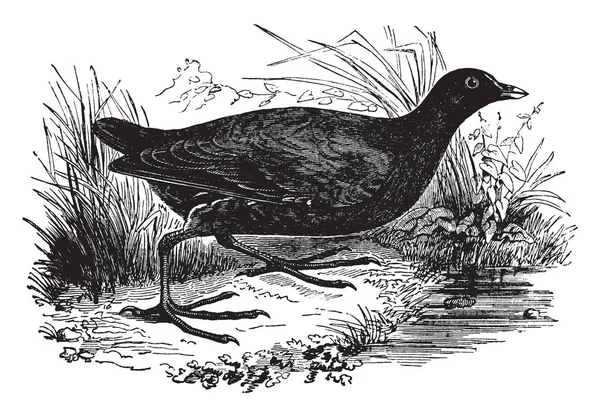 Moorhen Vive Alrededor Ríos Lagos Alimentándose Gusanos Trazado Líneas Vintage — Vector de stock