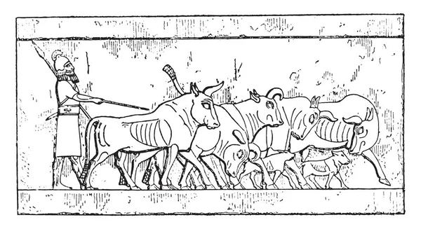 Asyrské Dobytka Vintage Ryté Ilustrace — Stockový vektor