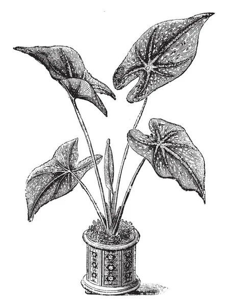 Caladium Maculatum Heeft Hartvormige Bladeren Met Witte Vlekken Het Vintage — Stockvector