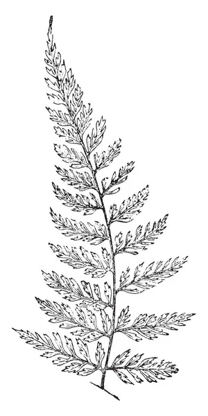 Pteris Scaberula Soorten Pteridaceae Fern Familie Groeit Aan Voet Lengte — Stockvector