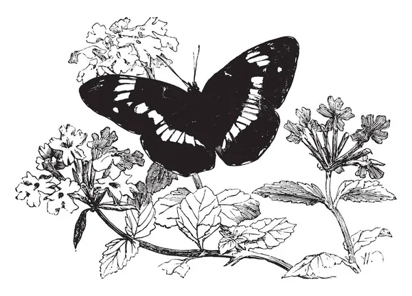 Sybil Butterfly Che Una Specie Europea Comune Disegno Vintage Illustrazione — Vettoriale Stock