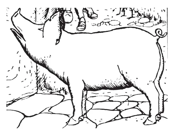 Cochon Cette Image Montre Cochon Regardant Vers Côté Gauche Dessin — Image vectorielle