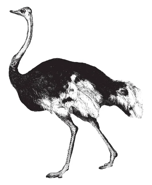 Struisvogel Kan Snel Draaien Met Haar Vleugels Gestrekt Vintage Lijntekening — Stockvector