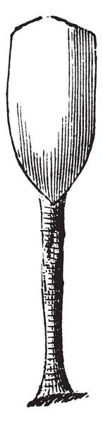 シャミセンガイ長い多肉質の茎 ビンテージの線描画や彫刻イラストと舌の形をした殻があります — ストックベクタ