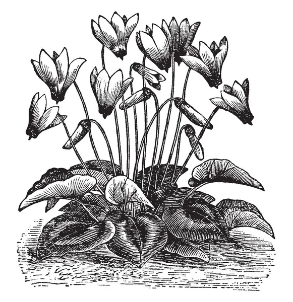 シクラメンはサクラソウ科の家族の中の永遠の顕花植物の属です 木の花は白と赤 ビンテージ ライン図面やイラストを彫刻 — ストックベクタ